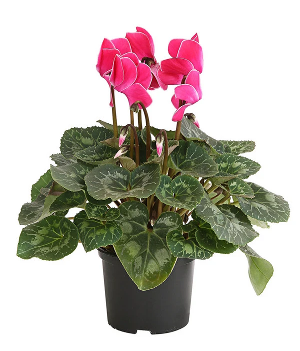 Alpenveilchen, Gerandet – Bild 4