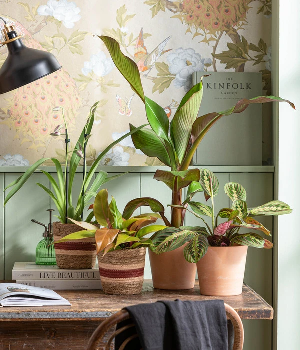 Rote Zierbanane 'Maurelii' – Bild 2