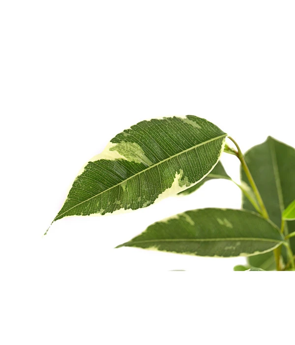 Birkenfeige - Ficus Benjamina 'Twilight' – Bild 3