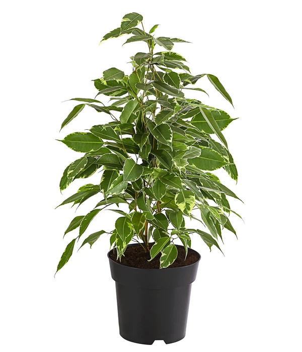 Birkenfeige - Ficus Benjamina 'Twilight'