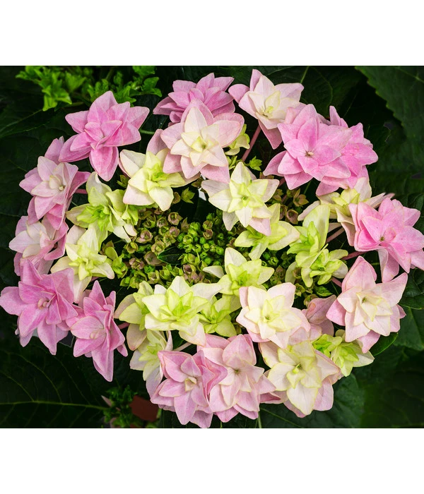 Hortensie 'Fleurentina Pink' – Bild 2
