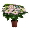 Hortensie 'Fleurentina Pink'