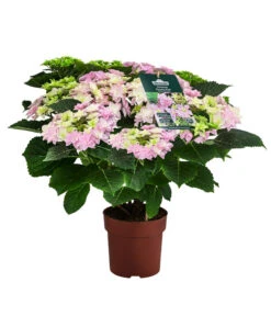 Hortensie 'Fleurentina Pink'