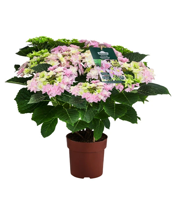 Hortensie 'Fleurentina Pink'