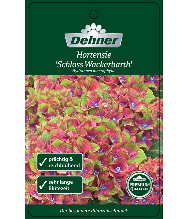 Hortensie 'Schloss Wackerbarth' – Bild 4