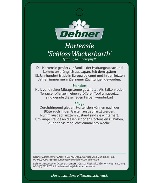 Hortensie 'Schloss Wackerbarth' – Bild 5