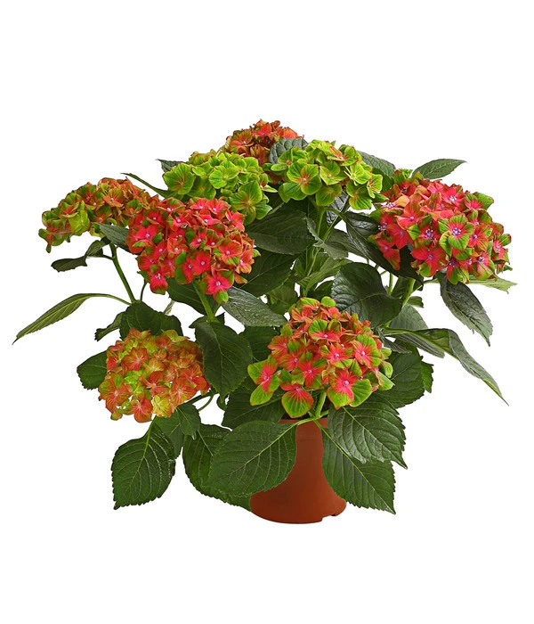 Hortensie 'Schloss Wackerbarth'