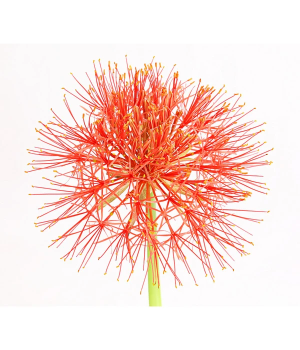 Feuerball-Lilie - Blutblume – Bild 2