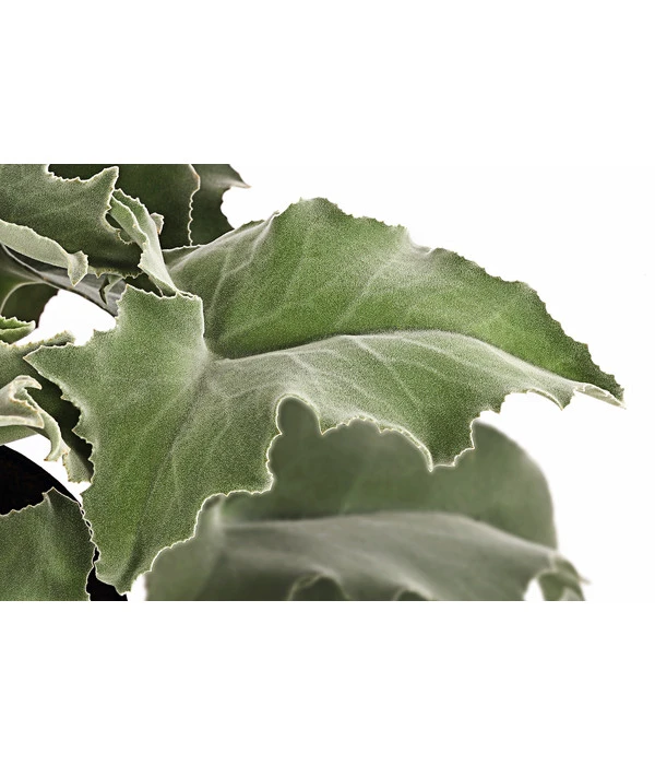 Elefantenohr - Kalanchoe Beharensis – Bild 2