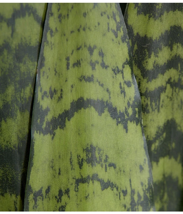 Bogenhanf - Sansevieria Zeylanica – Bild 2