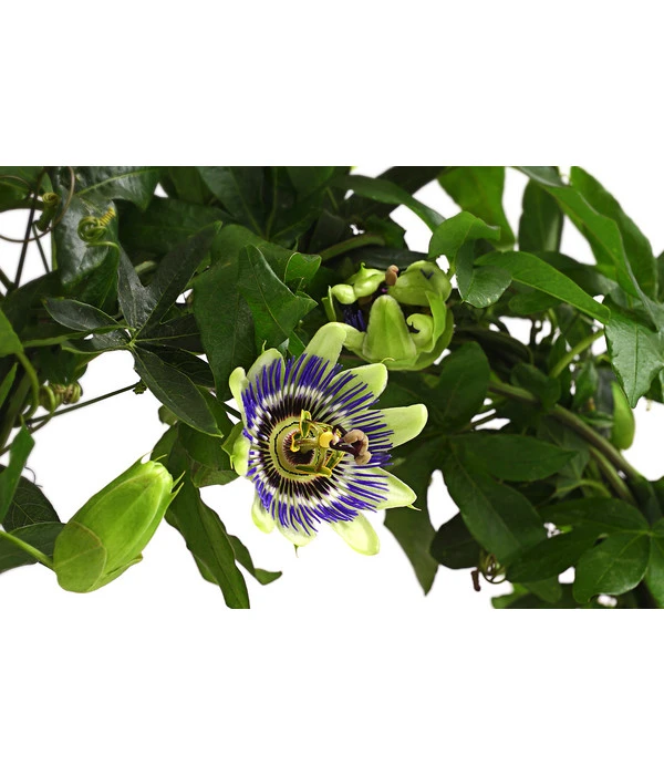 Blaue Passionsblume – Bild 2