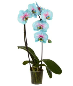 Schmetterlingsorchidee - Phalaenopsis Cultivars 'Blue Wonder', Kaskade