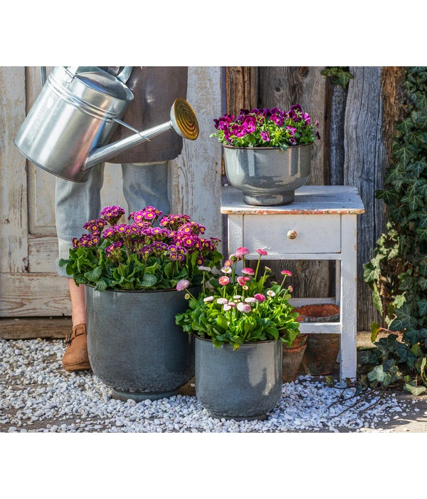 Gänseblümchen 'Erdbeersahne', Gefüllt – Bild 3