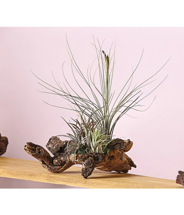 Tillandsien-Arrangement Auf Wurzelbaum - Tillandsia Hybride, 3-teilig – Bild 3
