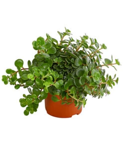 Fetthenne - Sedum Makinoi 'Tornado'