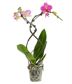 Schmetterlingsorchidee - Phalaenopsis Cultivars 'Twister'