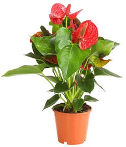 Große Flamingoblume - Anthurium Andreanum 'Sierra Magic Red'