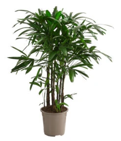 Steckenpalme - Rhapis Excelsa