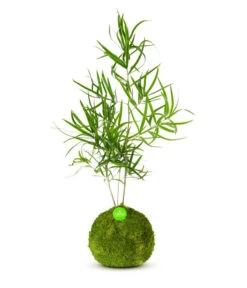 Kibonu Zierspargel - Asparagus Cultivars 'Mahira'