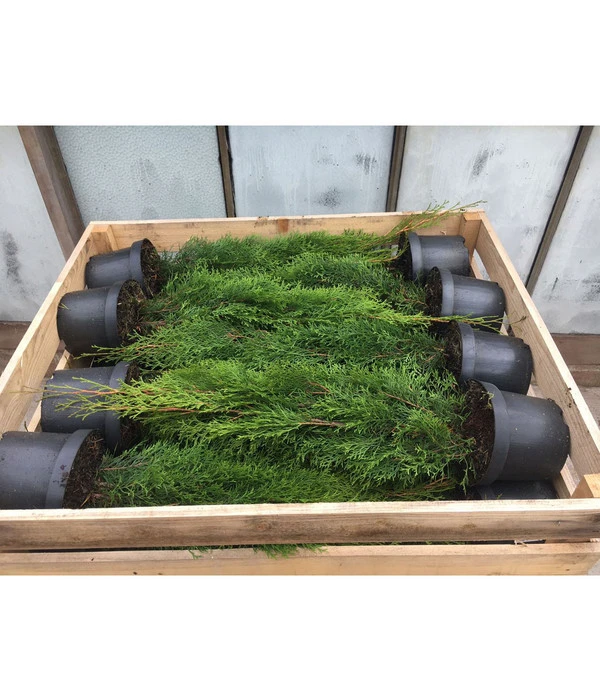 14 Meter Lebensbaum 'Brabant', 40 X Ca. 80-100 Cm – Bild 2