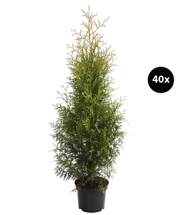 14 Meter Lebensbaum 'Brabant', 40 X Ca. 80-100 Cm