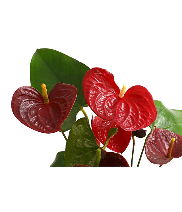 Große Flamingoblume - Anthurium Andreanum 'Otazu' – Bild 2