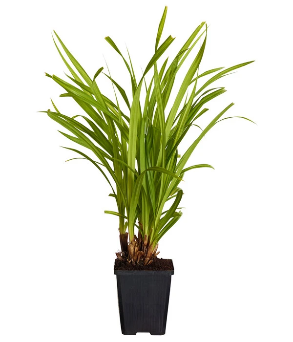 Hängende Segge - Riesen-Segge – Bild 2