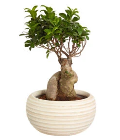 Chinesische Feige - Ficus Microcarpa 'Ginseng', In Keramik, Verschiedene Farben