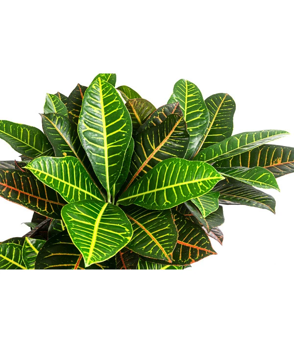 Wunderstrauch - Codiaeum Variegatum 'Petra', Hydrokultur – Bild 2