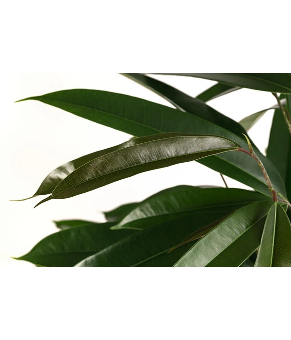 Birkenfeige - Ficus Binnendijkii 'Amstel King', Hydrokultur – Bild 2