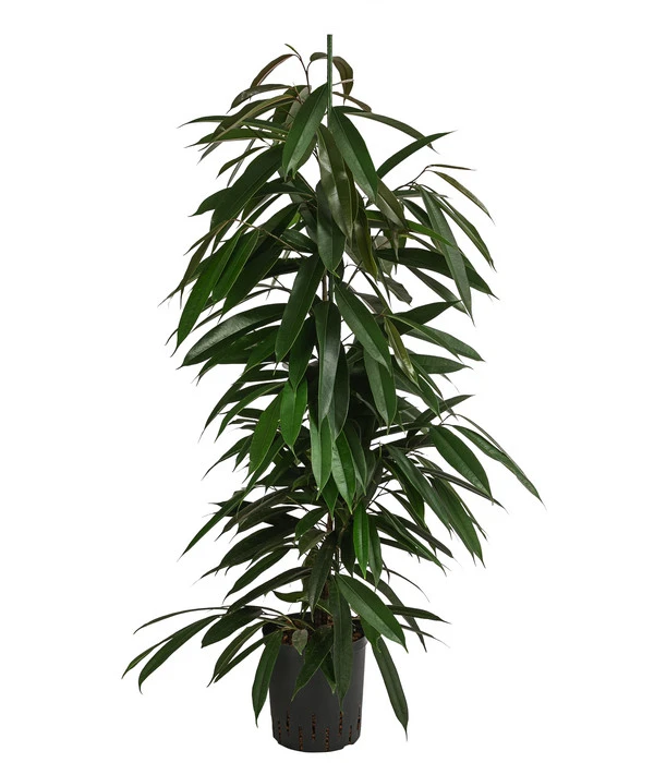 Birkenfeige - Ficus Binnendijkii 'Amstel King', Hydrokultur