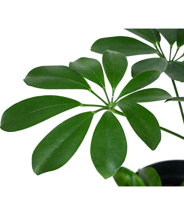 Strahlenaralie - Schefflera Arboricola Compacta 'Nora', Hydrokultur – Bild 3