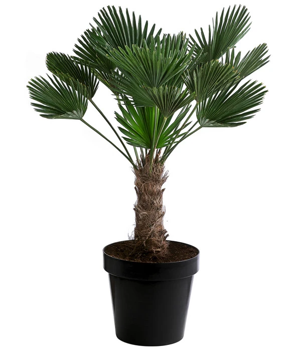 Wagners Hanfpalme, Ca. 110-130 Cm