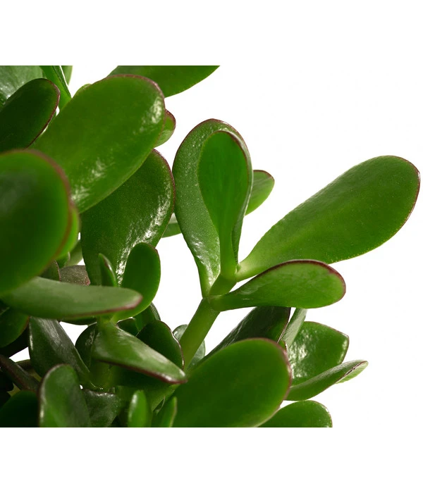 Dickblatt - Crassula Cultivars, Verschiedene Sorten – Bild 7