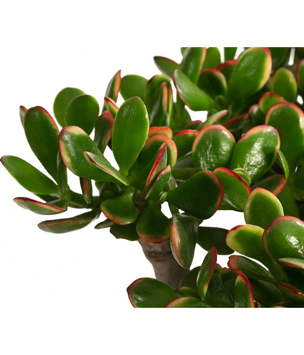 Dickblatt - Crassula Cultivars, Verschiedene Sorten – Bild 8