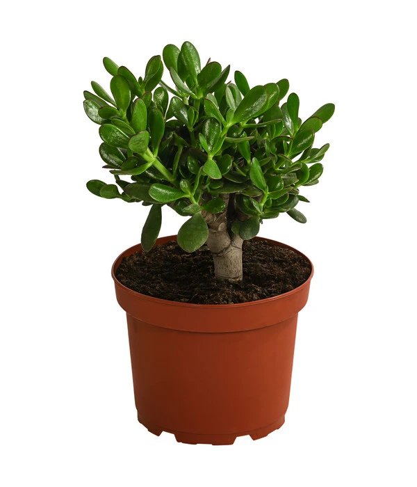 Dickblatt - Crassula Cultivars, Verschiedene Sorten – Bild 2