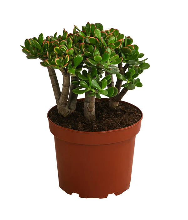 Dickblatt - Crassula Cultivars, Verschiedene Sorten – Bild 3