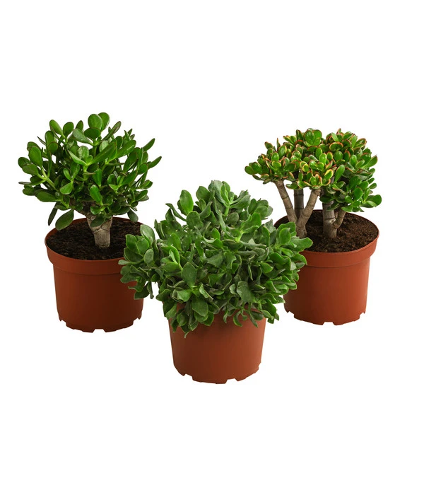 Dickblatt - Crassula Cultivars, Verschiedene Sorten – Bild 4