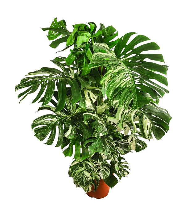 XXL Fensterblatt - Monstera Deliciosa 'Variegata', Ca. 180-220 Cm