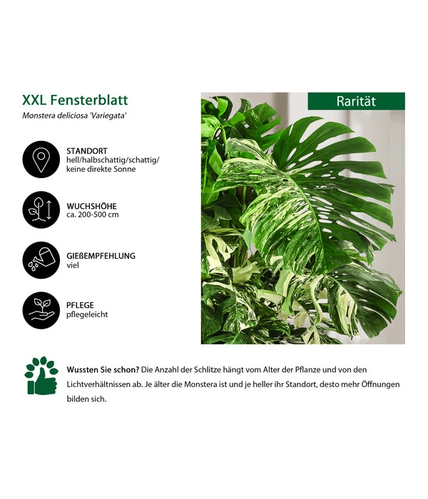 XXL Fensterblatt - Monstera Deliciosa 'Variegata', Ca. 180-220 Cm – Bild 2