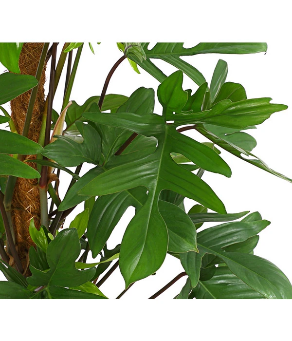 Baumfreund - Philodendron Pedatum – Bild 2