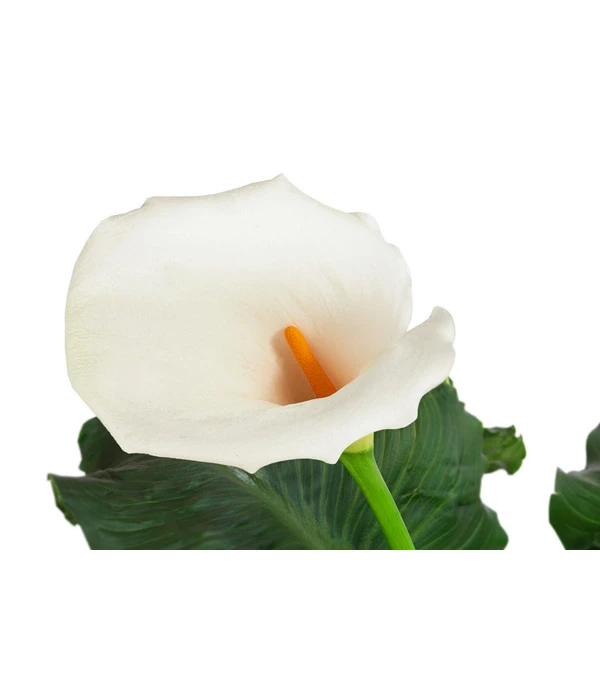 Zimmercalla - Zantedeschia Aethiopica 'Rita' – Bild 2