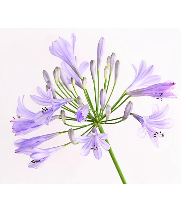 Schmucklilie – Bild 3