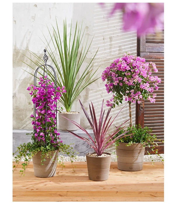 Drillingsblume, Ministamm – Bild 3