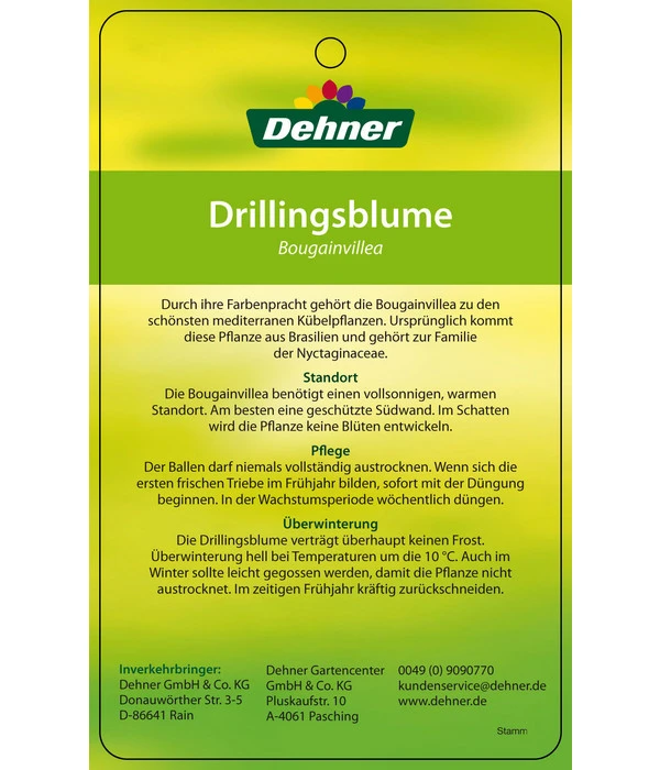 Drillingsblume, Ministamm – Bild 5