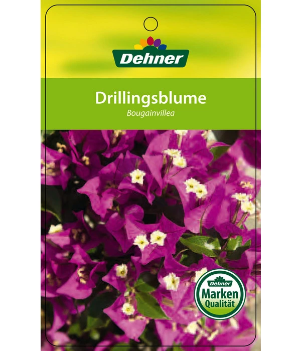 Drillingsblume, Ministamm – Bild 4