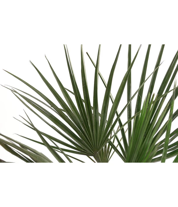 Blaue Hesperiden-Palme – Bild 2