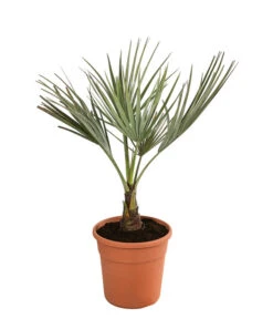 Blaue Hesperiden-Palme