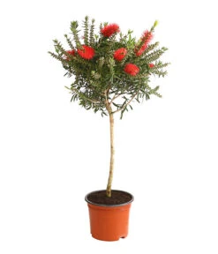 Zylinderputzer, Stämmchen