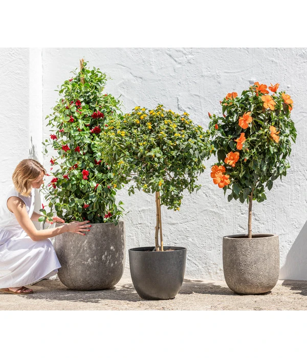 Wandelröschen, Solitärstamm – Bild 2